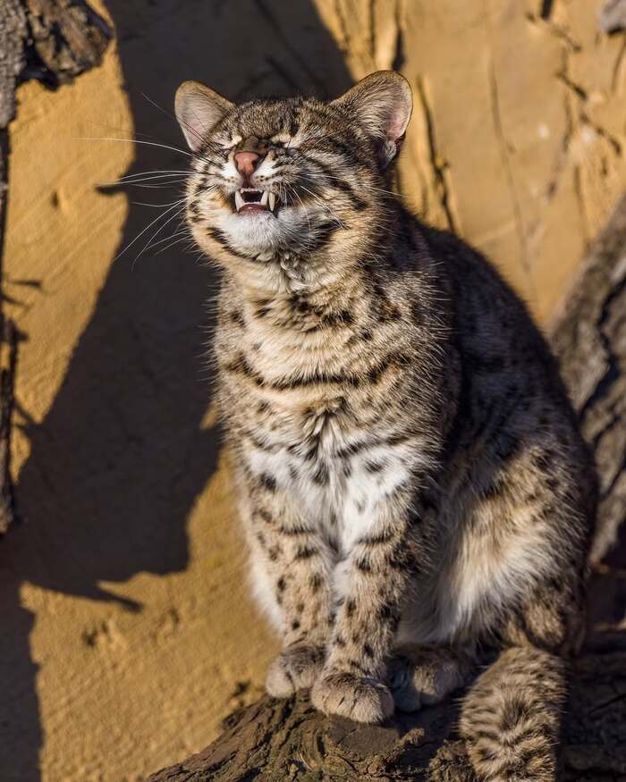 ������ ������