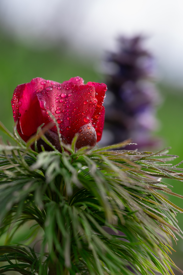 5 апреля 2026.Побродил в выходной с Nikon по горе Верблюд , Кавминводы