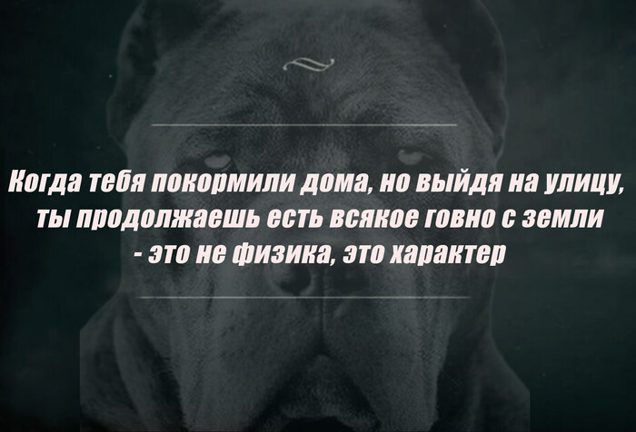 Собачья физика