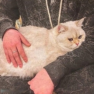 ���� �����