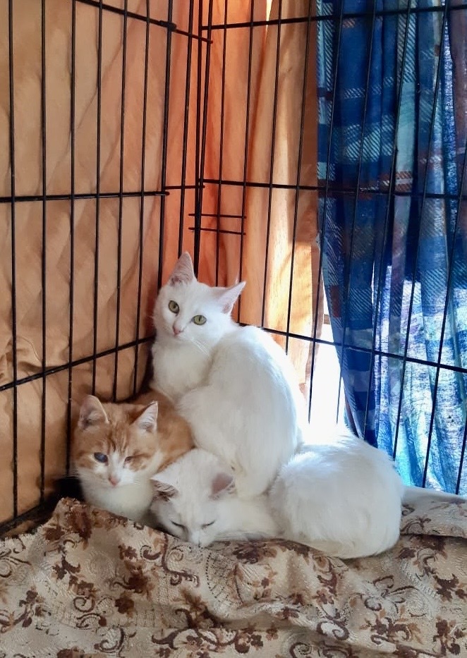 ���� �����, ������� ������� ���������