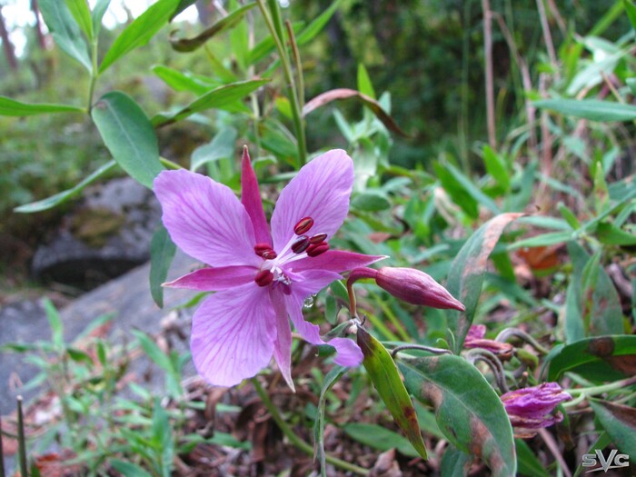 �� � ��� ������ �������������