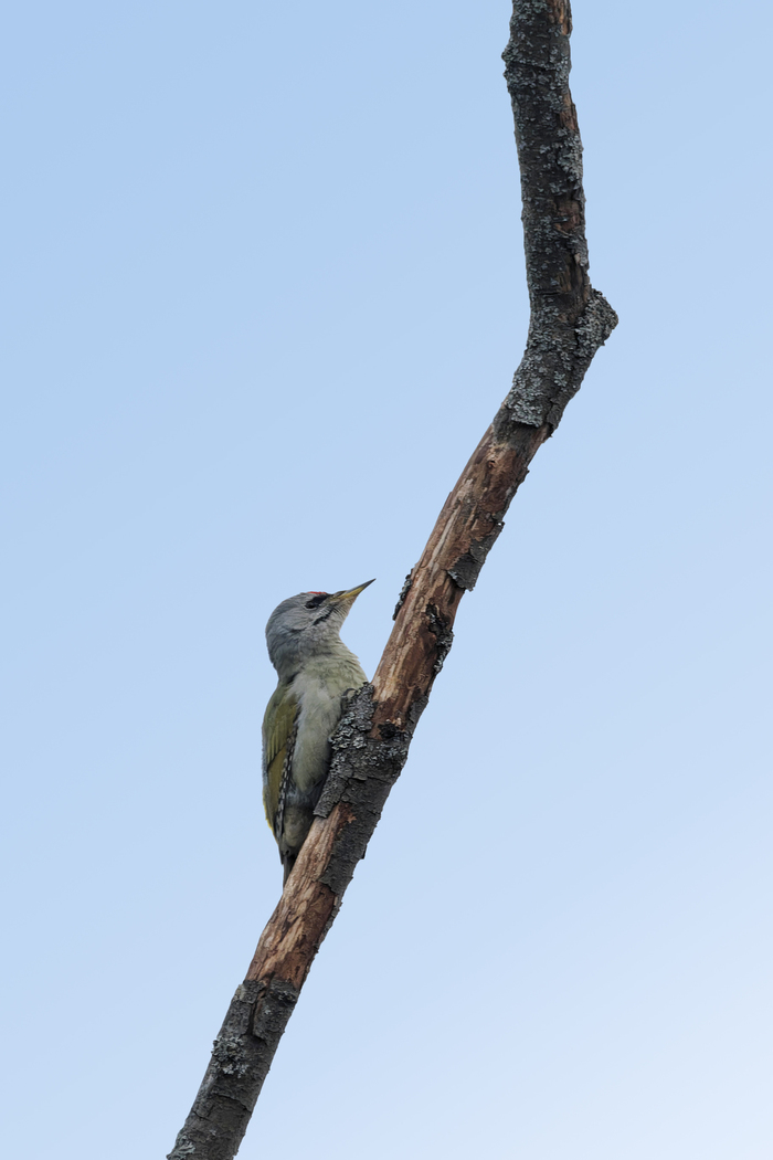 ������� ��� �� �������?