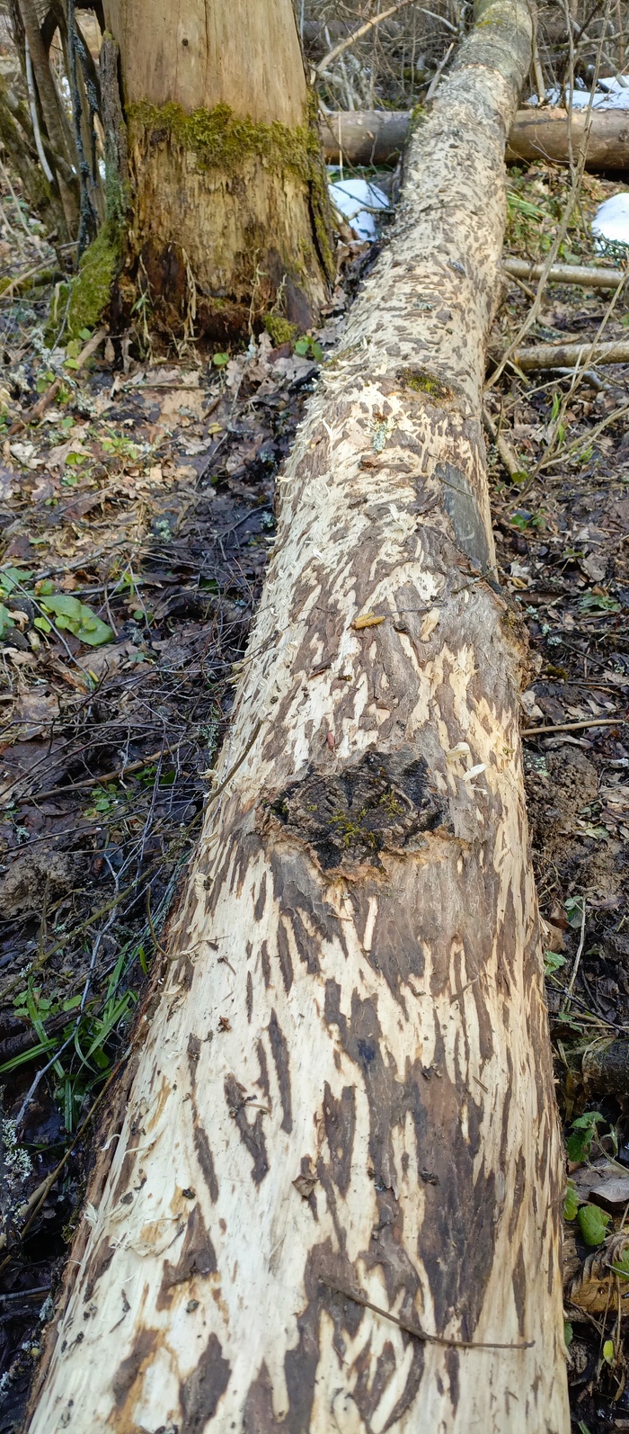 �������� �������.)