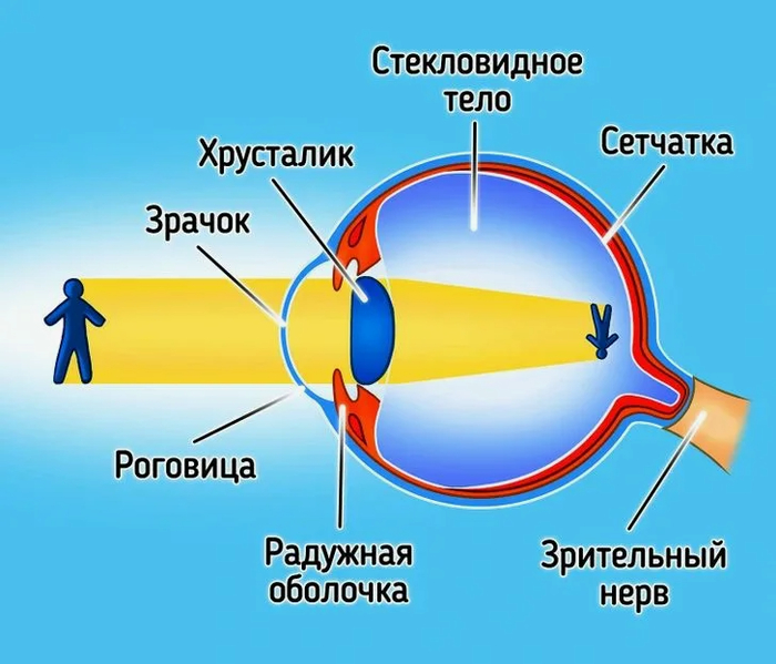 А что, если наоборот, проекция идет изнутри по нервным окончаниям? А что, если Люцик и есть, это искажение? Он- отображаемая материя, что дает нам самим играть роль Бога; но Абсолют, это все сразу и мы должны жить в гармонии, чтобы следовать его пути.