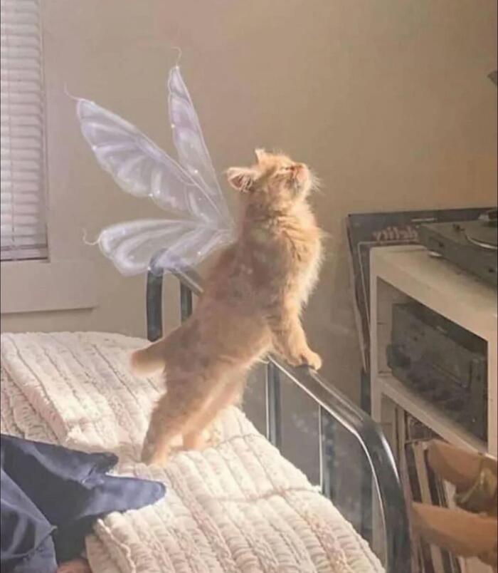 ��, ��, � ������
