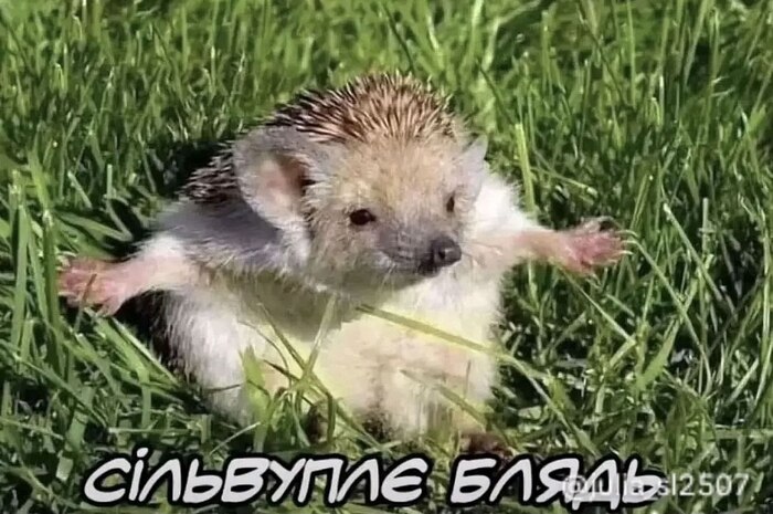 ��� ����, ������������� ������ � ���������