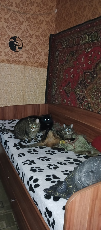 Иллюстрация к комментарию