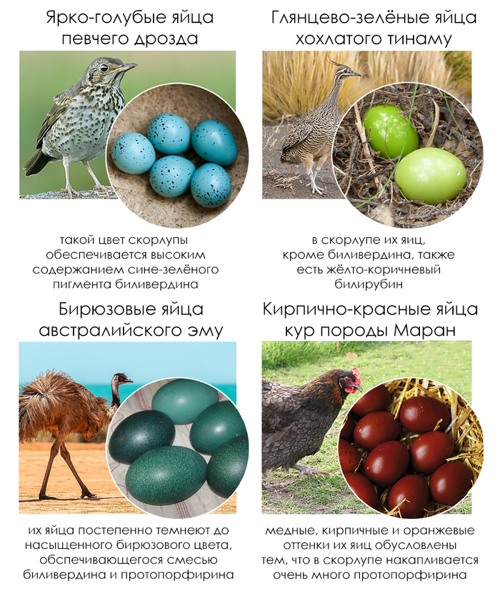 �������� ����� #85