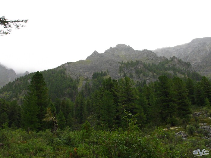 Опоясанная кедрами гора. За горой тучка за тучкой как оказалось впоследствии еще горы