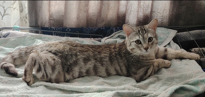 ������� ����������. �. �. �.  ��������