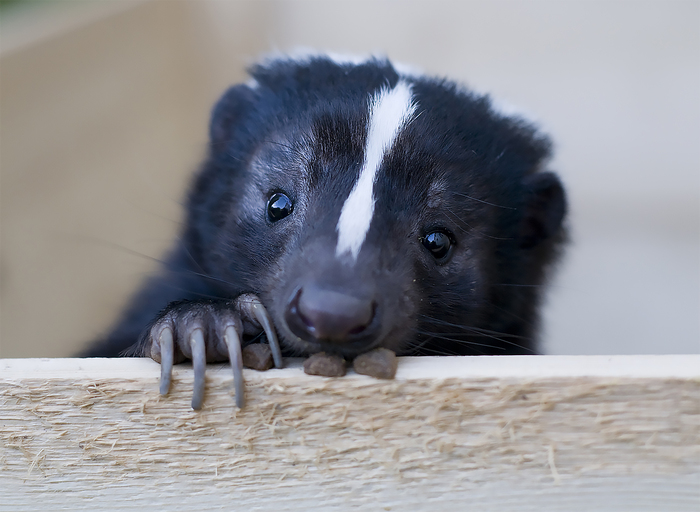 Школьные факты: скунсовый бонус