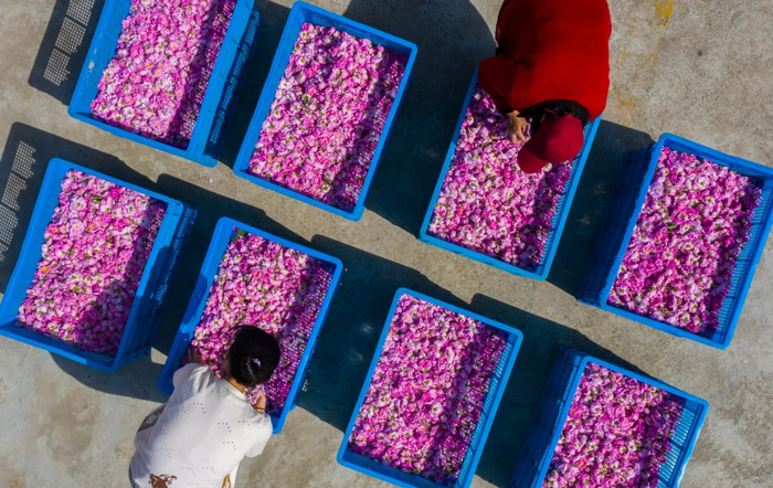 ���� <a href="https://pikabu.ru/story/rabochie_ukladyivayut_tsvetyi_i_lepestki_roz_v_spetsialnyie_yashchiki_13886797?u=https%3A%2F%2Fmax.ru%2Fvokrugsveta1861%2FAZ2PWaCvAxE&t=%D0%BE%D1%82%D1%81%D1%8E%D0%B4%D0%B0&h=5605a4a36910b598eaa0a23c76fbc425ded932c7" title="https://max.ru/vokrugsveta1861/AZ2PWaCvAxE" target="_blank" rel="nofollow noopener">������</a>