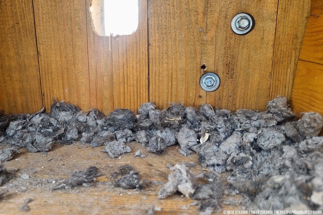 An illegal poultry farm in the forest. Year two: what's the impact? - Series Nature Transformation Plan PPP, My, Animals, In the animal world, Good deeds, wildlife, Birds, Falcons of Russia, Longpost