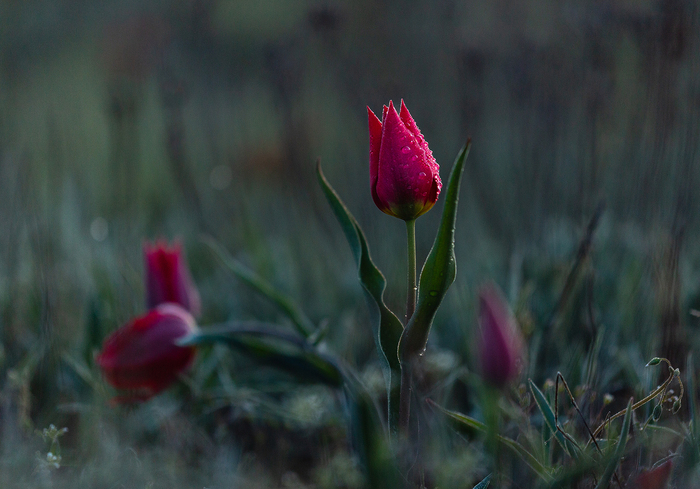 Canon 6D + Canon 180 mm Macro
