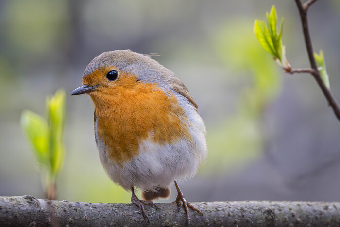 (���� �� �������� ��� ������� ��������)