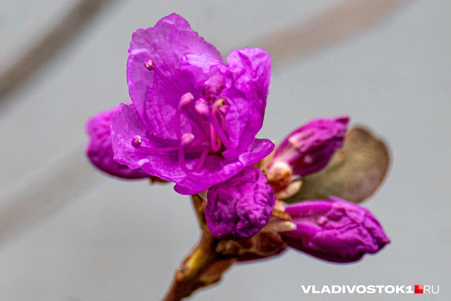 ����� ������ / <!--noindex--><a href="https://pikabu.ru/story/bagulnik_raspustilsya_vo_vladivostoke_13898590?u=http%3A%2F%2FVLADIVOSTOK1.RU&t=VLADIVOSTOK1.RU&h=65ff03fe28c7228e4127e83457e6f4a14f0430f6" title="http://VLADIVOSTOK1.RU" target="_blank" rel="nofollow noopener">VLADIVOSTOK1.RU</a><!--/noindex-->