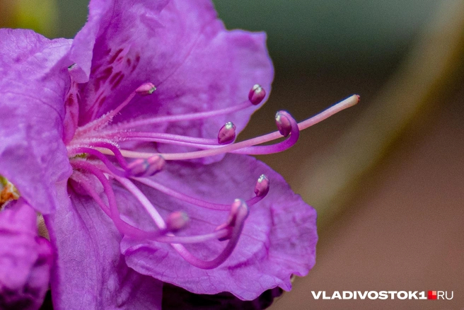 ����� ������ / <!--noindex--><a href="https://pikabu.ru/story/bagulnik_raspustilsya_vo_vladivostoke_13898590?u=http%3A%2F%2FVLADIVOSTOK1.RU&t=VLADIVOSTOK1.RU&h=65ff03fe28c7228e4127e83457e6f4a14f0430f6" title="http://VLADIVOSTOK1.RU" target="_blank" rel="nofollow noopener">VLADIVOSTOK1.RU</a><!--/noindex-->