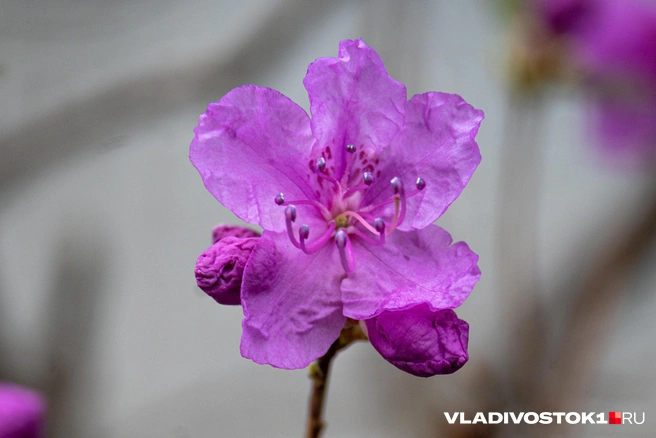 ����� ������ / <!--noindex--><a href="https://pikabu.ru/story/bagulnik_raspustilsya_vo_vladivostoke_13898590?u=http%3A%2F%2FVLADIVOSTOK1.RU&t=VLADIVOSTOK1.RU&h=65ff03fe28c7228e4127e83457e6f4a14f0430f6" title="http://VLADIVOSTOK1.RU" target="_blank" rel="nofollow noopener">VLADIVOSTOK1.RU</a><!--/noindex-->