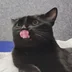 lisicapizza