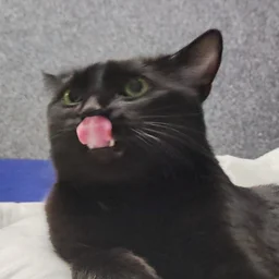 lisicapizza