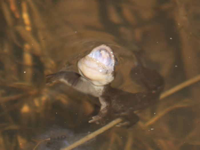 ������ ������