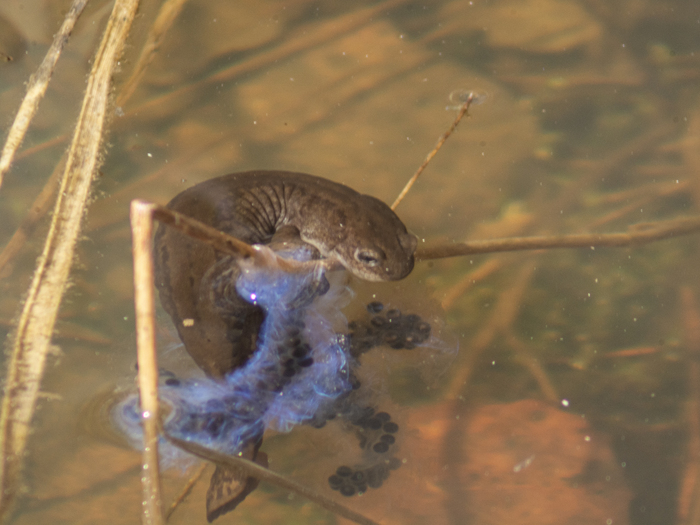 ����� ����� �� �������