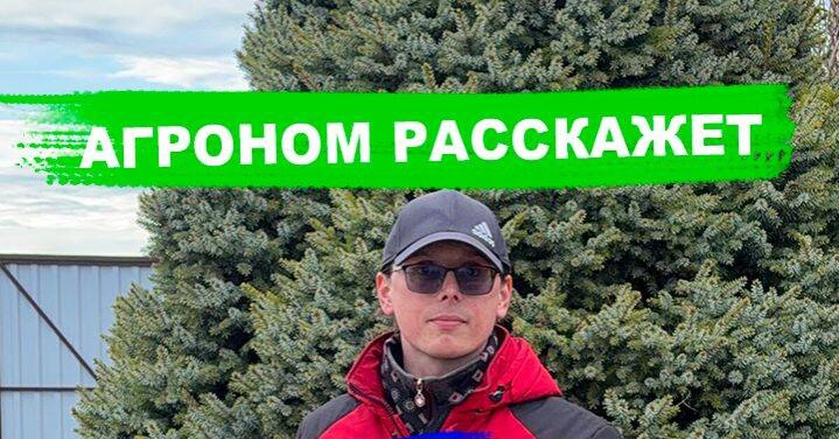 One treatment for all pests in the garden - My, Garden, Plant growing, Gardening, Plants, Pests, Spraying, Treatment, Dacha, Video, Rutube