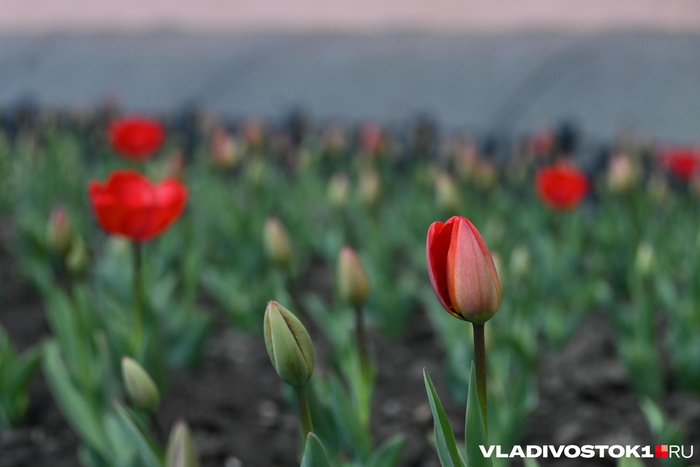 ����� ������ / <!--noindex--><a href="https://pikabu.ru/story/alyiy_kover_iz_tyulpanov_raspustilsya_vo_vladivostoke_13909123?u=http%3A%2F%2FVLADIVOSTOK1.RU&t=VLADIVOSTOK1.RU&h=65ff03fe28c7228e4127e83457e6f4a14f0430f6" title="http://VLADIVOSTOK1.RU" target="_blank" rel="nofollow noopener">VLADIVOSTOK1.RU</a><!--/noindex-->