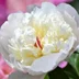WhitePeony
