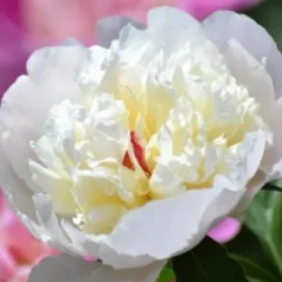 WhitePeony