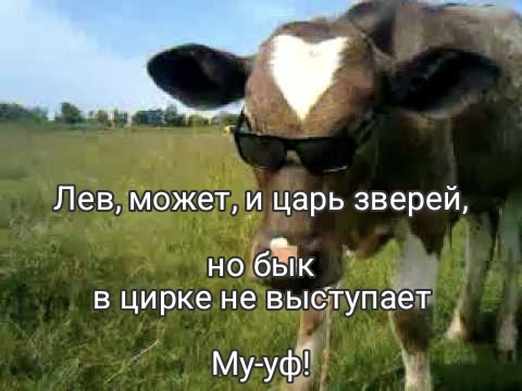 ���� ������ ��������