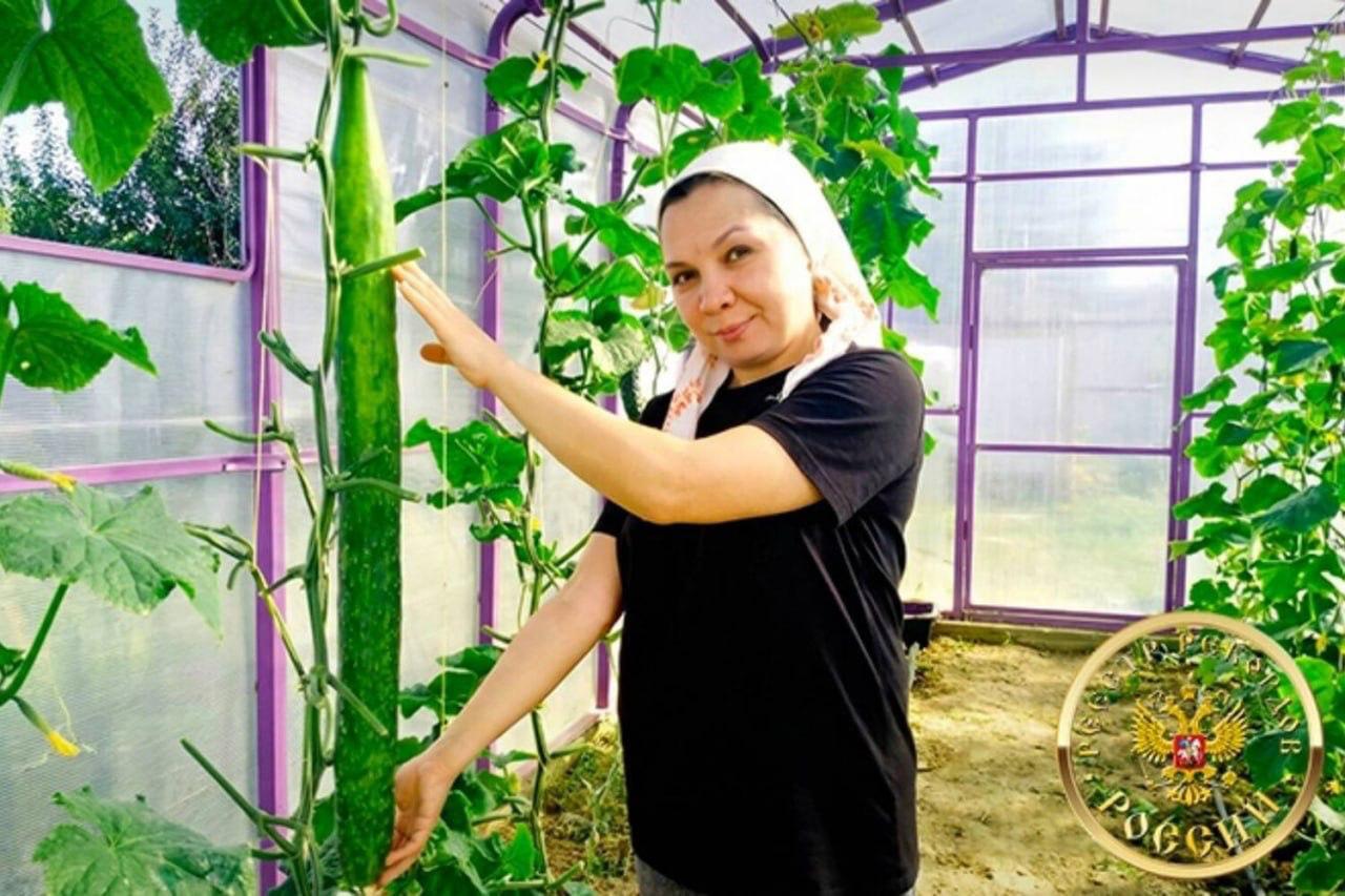 Pikabushnik's cucumber - Cucumbers, Pick-up headphones, Numbers, 49 and 5