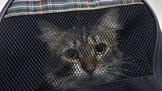 A court has barred a pensioner from keeping more than one cat due to complaints from neighbors. - Series Cats, cat, Eviction, Court, Zabaikalsk, Retirees, Negative, Transbaikalia, MAX messenger (link)