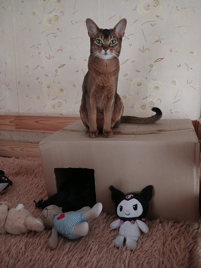 Моя коробка и мои игрушки