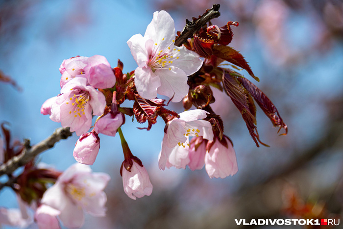 ����� ������ / <!--noindex--><a href="https://pikabu.ru/story/primorskaya_sakura_vishnya_zatsvela_vo_vladivostoke_13933438?u=http%3A%2F%2FVLADIVOSTOK1.RU&t=VLADIVOSTOK1.RU&h=65ff03fe28c7228e4127e83457e6f4a14f0430f6" title="http://VLADIVOSTOK1.RU" target="_blank" rel="nofollow noopener">VLADIVOSTOK1.RU</a><!--/noindex-->