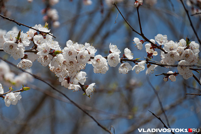 ����� ������ / <!--noindex--><a href="https://pikabu.ru/story/primorskaya_sakura_vishnya_zatsvela_vo_vladivostoke_13933438?u=http%3A%2F%2FVLADIVOSTOK1.RU&t=VLADIVOSTOK1.RU&h=65ff03fe28c7228e4127e83457e6f4a14f0430f6" title="http://VLADIVOSTOK1.RU" target="_blank" rel="nofollow noopener">VLADIVOSTOK1.RU</a><!--/noindex-->