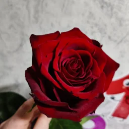 Alena696