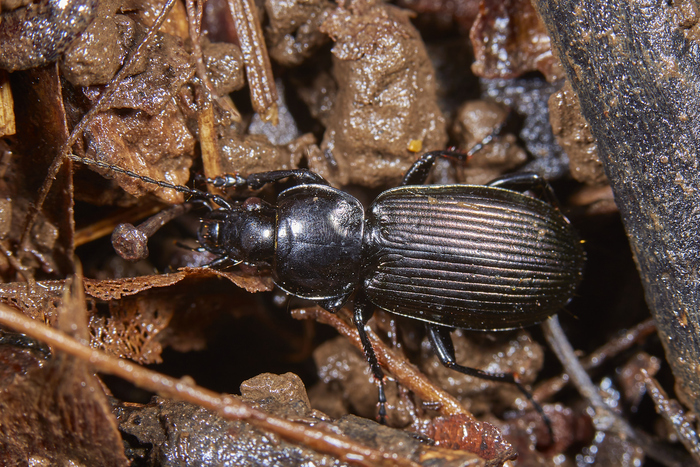 "����" ������� �������� Pterostichus mannerheimii - ��������� �����������