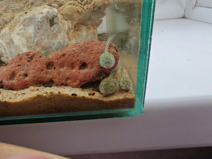 �� ���������