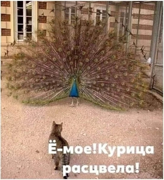 ��� �������� � ��������