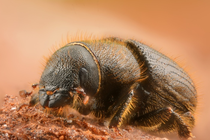 By Gilles San Martin from Namur, Belgium - Dendroctonus micans, CC BY-SA 2.0, <!--noindex--><a href="https://d.pikabu.ru/story/nechto_o_lesnyikh_penkakh_13946488?u=https%3A%2F%2Fcommons.wikimedia.org%2Fw%2Findex.php%3Fcurid%3D45480585&t=https%3A%2F%2Fcommons.wikimedia.org%2Fw%2Findex.php%3Fcurid%3D45480585&h=4b5178a17c40f1383dc80390a841c2f227af7dc5" title="https://commons.wikimedia.org/w/index.php?curid=45480585" target="_blank" rel="nofollow noopener">https://commons.wikimedia.org/w/index.php?curid=45480585</a><!--/noindex-->