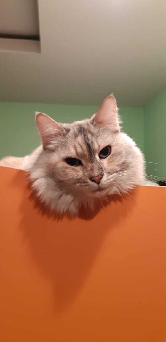 Любимая кошка ушла на радугу