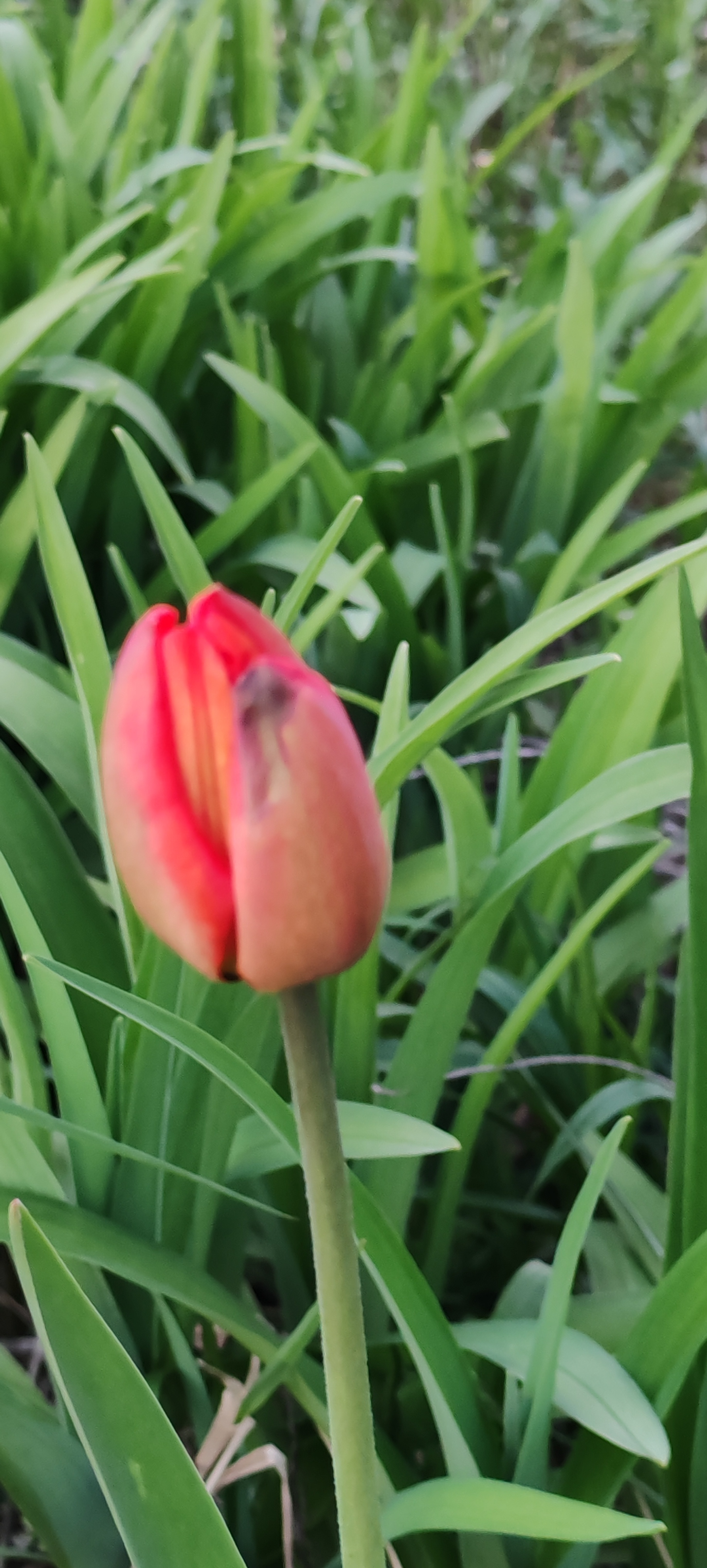 Simple village happiness - Series Our Village House, My, Village, Spring, Gardens, Joy, Walk, Forest, Bloom, Airplane, Starling, House, Nature, dawn, Sunset, The sun, Water, MKAD, Text, Longpost