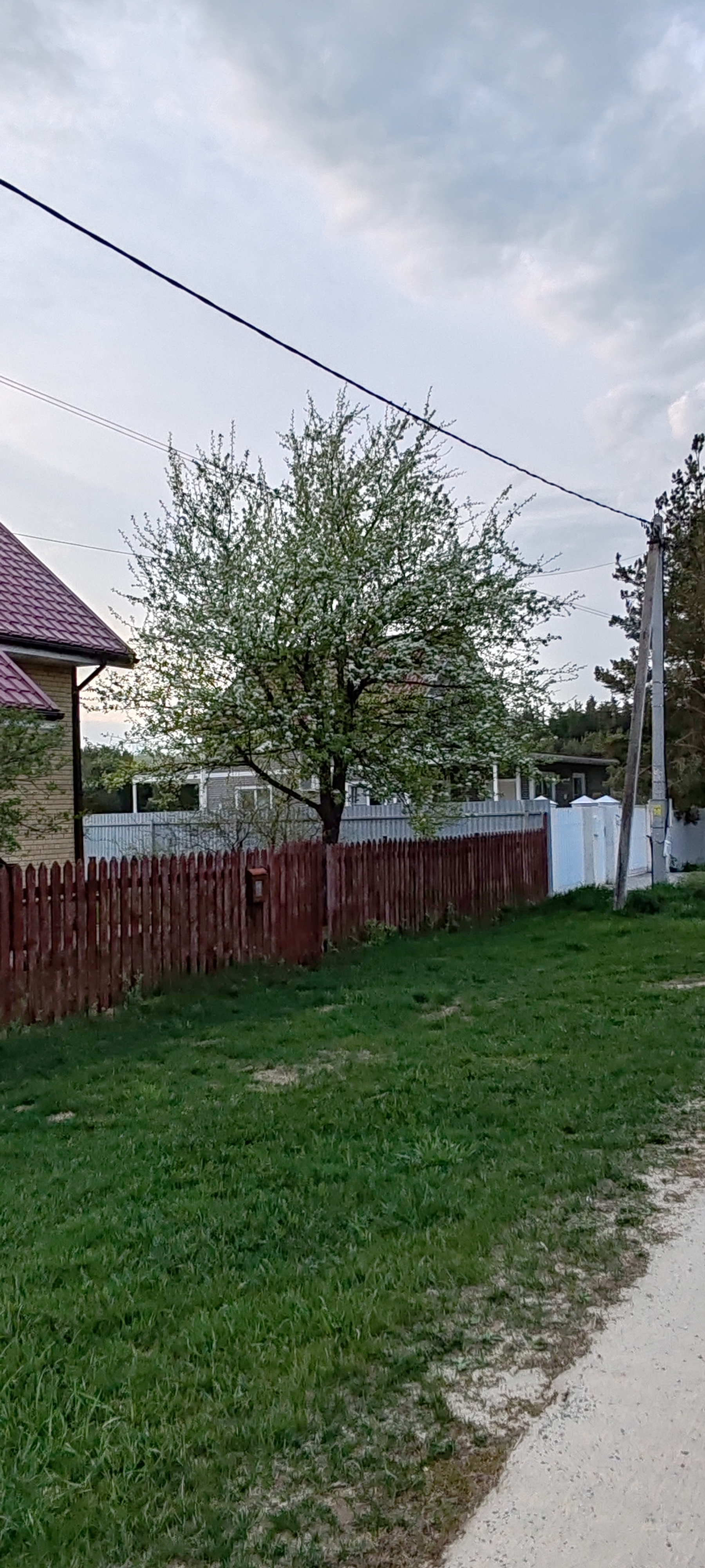 Simple village happiness - Series Our Village House, My, Village, Spring, Gardens, Joy, Walk, Forest, Bloom, Airplane, Starling, House, Nature, dawn, Sunset, The sun, Water, MKAD, Text, Longpost