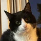 ������ ������������ CatBastet