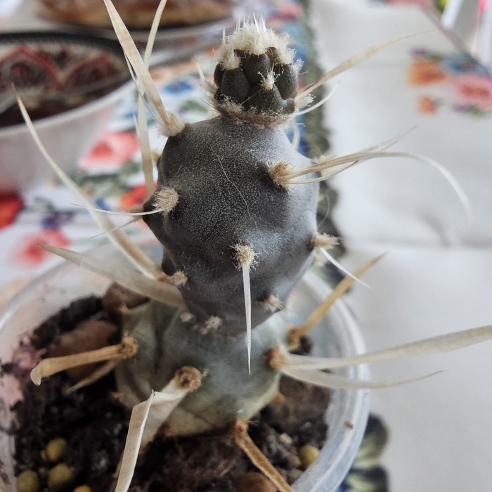 *����������� (���. Tephrocactus)