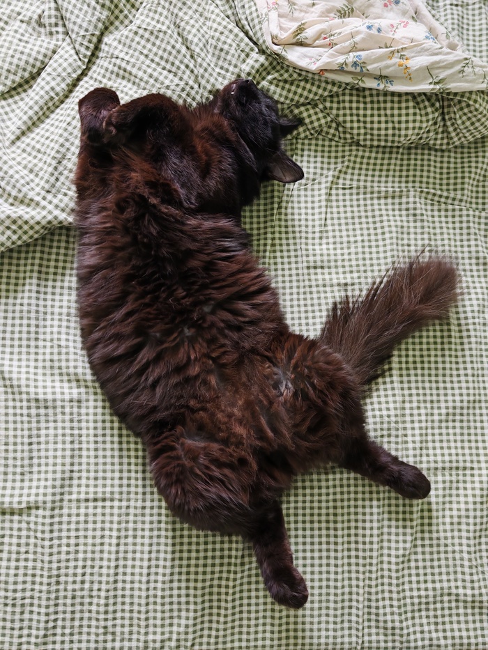 Видели этого кота?