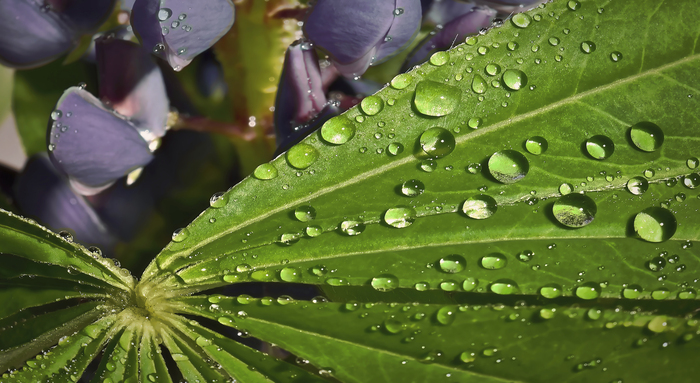 ������ Nikkor 105 ��