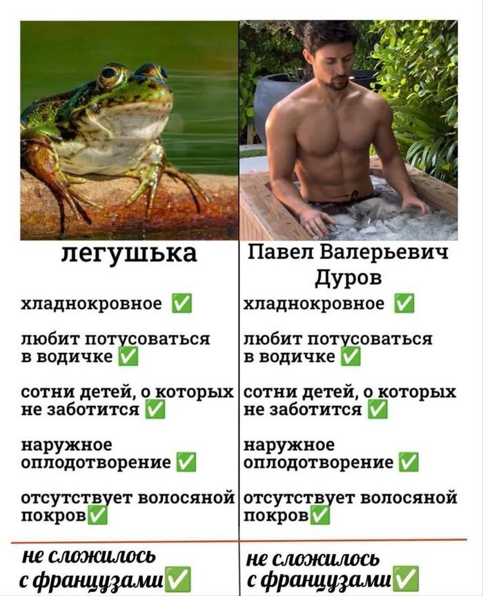 Лягушка vs Дуров :)